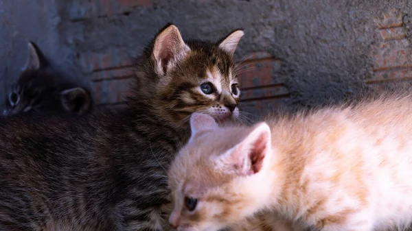 Closeup Abandoned Kittens Playing — Stock Photo, Image