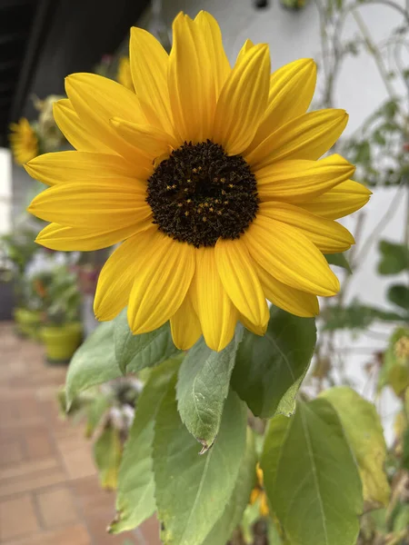 Een Verticaal Close Shot Van Een Bloeiende Gele Zonnebloem — Stockfoto