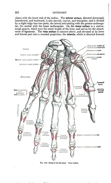 Eine Vertikale Aufnahme Einer Schwarz Weißen Anatomie Lehrbuchseite Aus Dem — Stockfoto