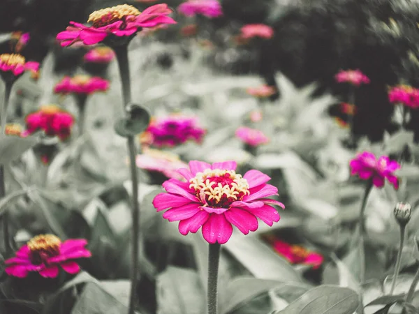 정원에 분홍빛의우아 선택하는 — 스톡 사진
