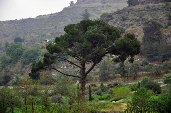 Dağlık Bir Bölgede Yeşil Bir Ağaç — Stok fotoğraf