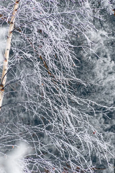 Een Verticale Close Van Bevroren Takken Winterachtergrond — Stockfoto