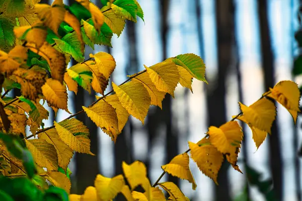 Primo Piano Belle Foglie Autunno Essiccate Una Foresta — Foto Stock