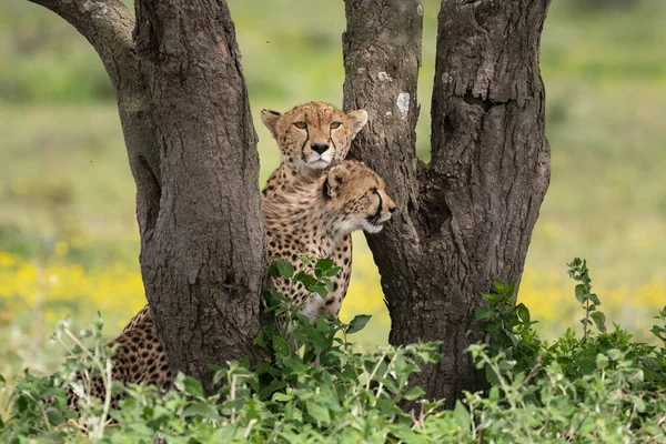 Ett Urval Unga Leoparder Trädet — Stockfoto