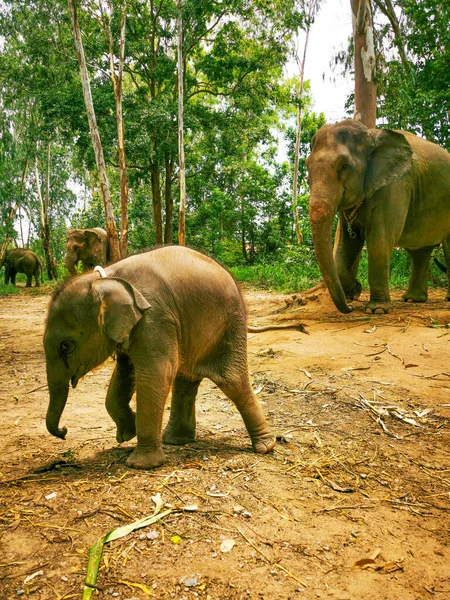 Симпатичный Слоненок Лесу Густыми Зелеными Деревьями Большими Слонами Заднем Плане — стоковое фото