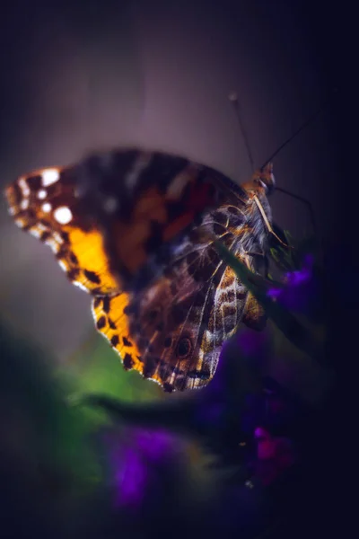 Nahaufnahme Eines Bunten Schmetterlings Auf Lila Blumen — Stockfoto