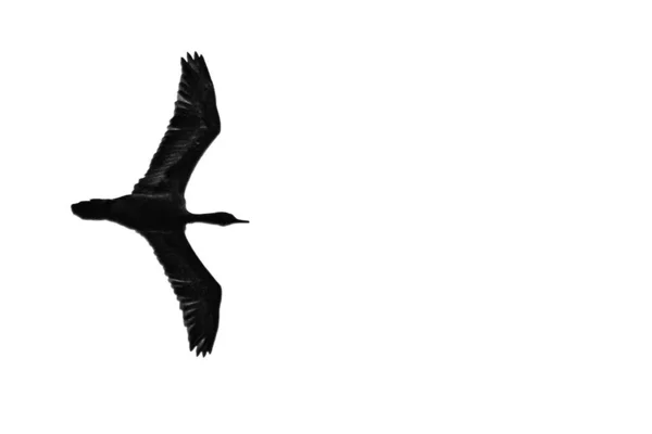 一个苍鹭在天空中飞翔的轮廓 — 图库照片