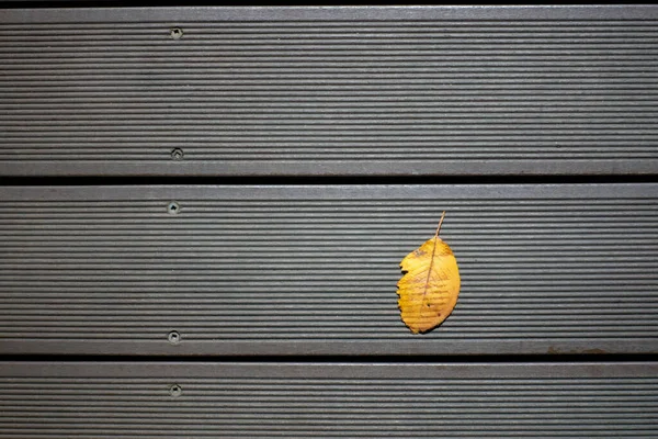 Primo Piano Una Foglia Gialla Isolata Uno Sfondo Grigio Con — Foto Stock