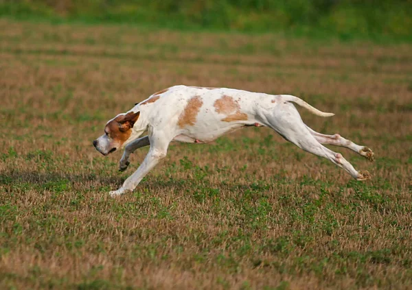 Lindo Perro Puntero Pelo Corto Alemán Corriendo Aire Libre — Foto de Stock