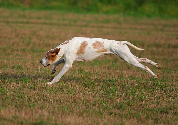 Simpatico Cane Puntatore Tedesco Pelo Corto Che Corre All Aperto — Foto Stock