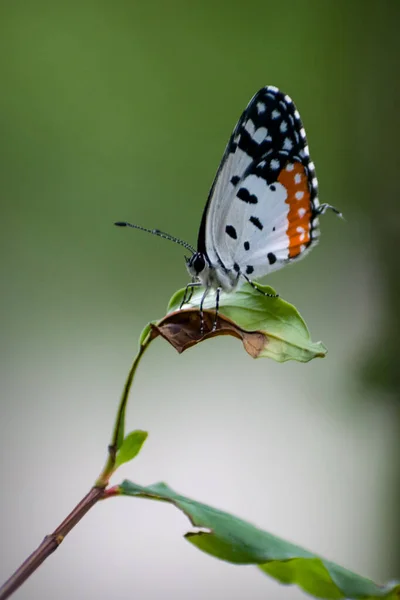 Eine Schöne Vertikale Aufnahme Des Lepidoptera Schmetterlings Auf Einer Pflanze — Stockfoto