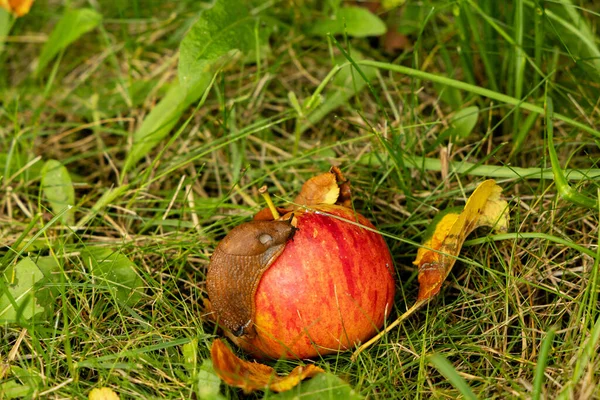 Gros Plan Escargot Sur Pomme Rouge Parmi Herbe Verte — Photo