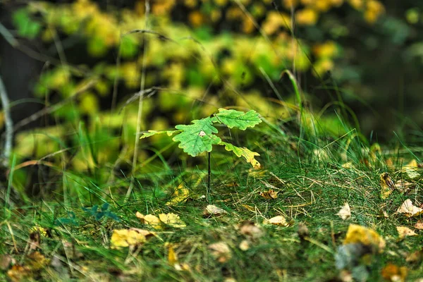 Detailní Záběr Krásného Suchého Podzimního Listí Lese — Stock fotografie