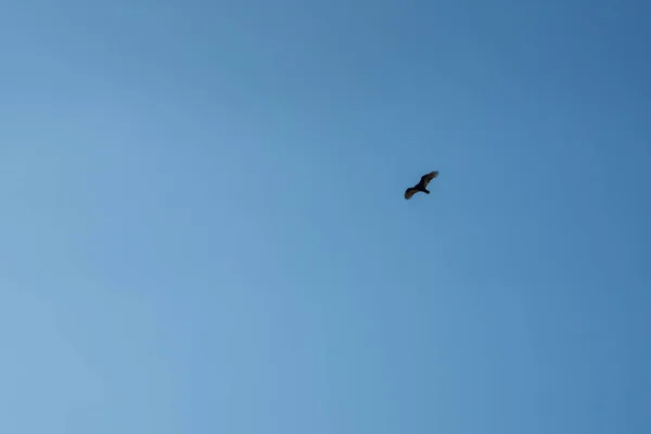 Die Silhouette Eines Vogels Der Einem Blauen Himmel Fliegt — Stockfoto