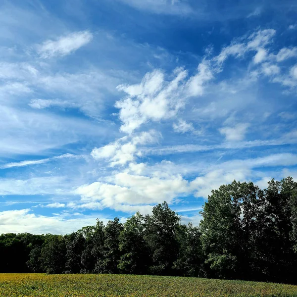 Krásný Výhled Svěží Zelené Stromy Pod Zataženou Oblohou — Stock fotografie