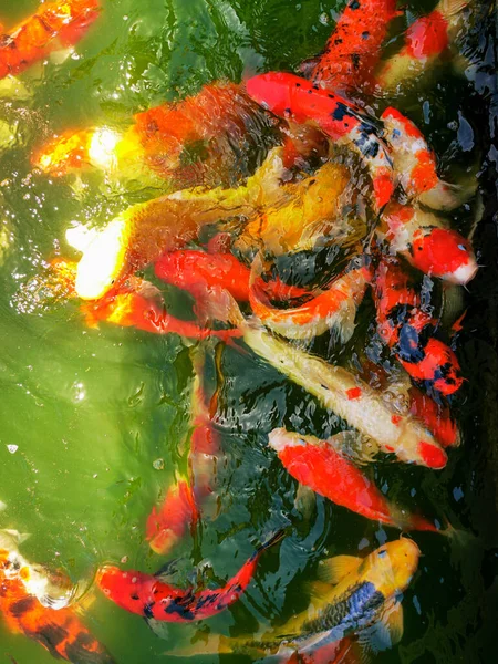 Pandangan Atas Ikan Koi Atau Ikan Mas Dalam Air Pada — Stok Foto