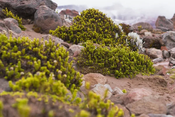 Kamienna Ziemia Zielonymi Roślinami Ekwador Andy — Zdjęcie stockowe