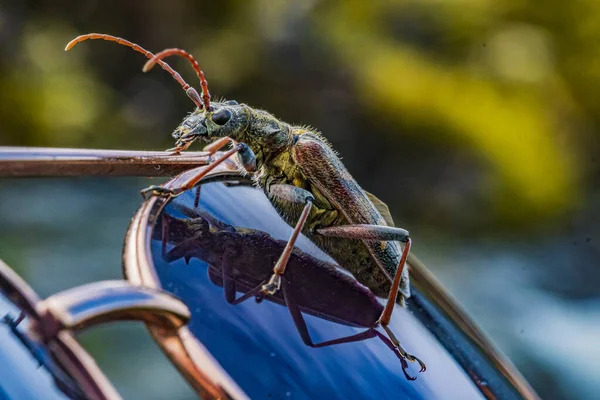 Rhagium Mordax Güneş Işığı Altında Arka Planda Bulanık Bir Şekilde — Stok fotoğraf