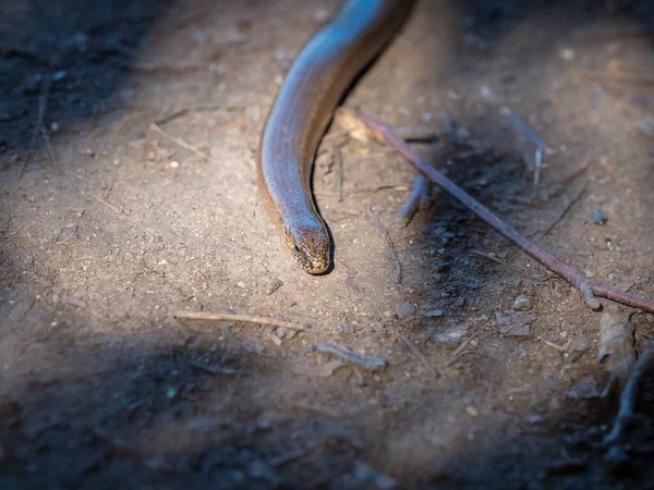 Closeup Thunder Snake Crawling Ground — Stock Photo, Image