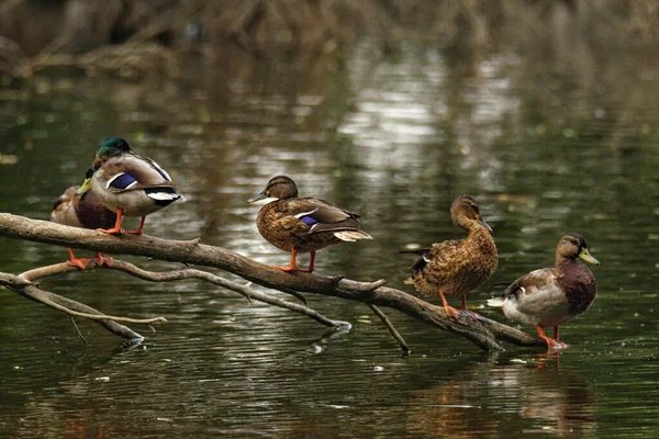 池塘里的一组有选择的野鸭 Anas Platyrhynchos — 图库照片