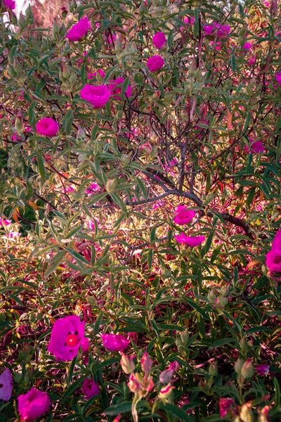 Kvetoucí Růžové Květy Cistus Zahradě — Stock fotografie