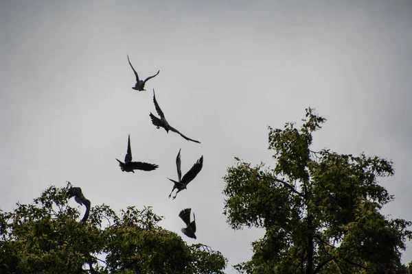 Een Prachtig Shot Van Vliegende Vogels Lucht — Stockfoto