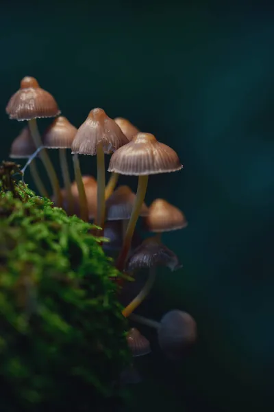 Eine Vertikale Nahaufnahme Eines Haufens Pilze Auf Einem Bemoosten Felsen — Stockfoto