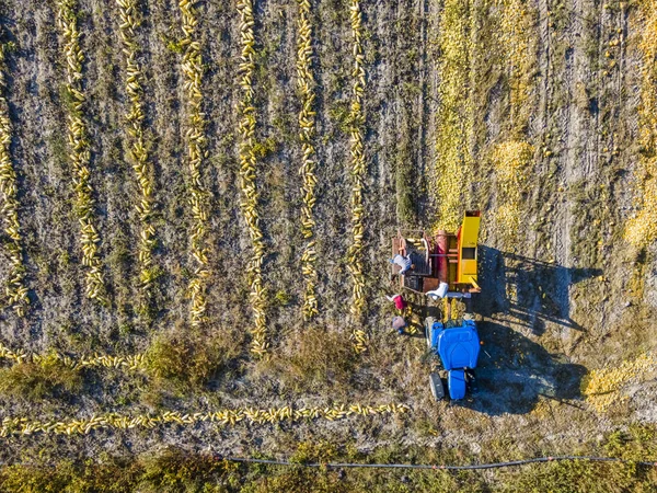 Vacker Bild Pumpa Skörd Ett Fält Dagen — Stockfoto