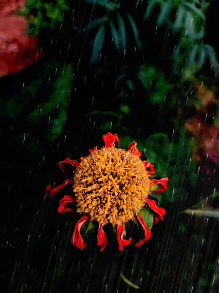 Primer Plano Una Flor Roja Marchita Bajo Lluvia — Foto de Stock