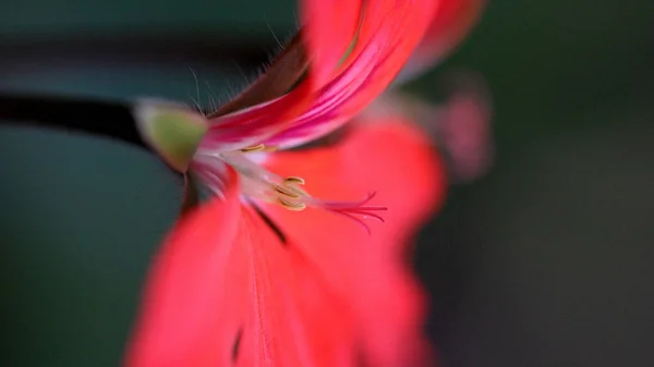 Selective Focus Shot Red Hippeastrum Flowering Plant Growing Garden — Stock Photo, Image