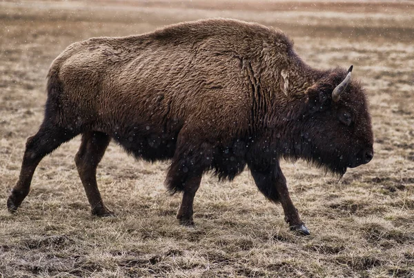 Portrait Latéral Bisons Amérique Bison Bison Marchant Dans Yellowstone Park — Photo