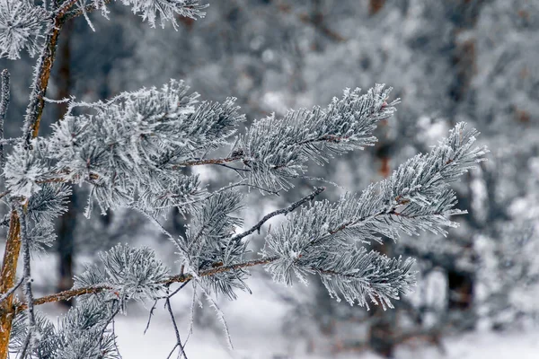 Donmuş Ağaç Dallarına Yakın Çekim Kış Arkaplanı — Stok fotoğraf