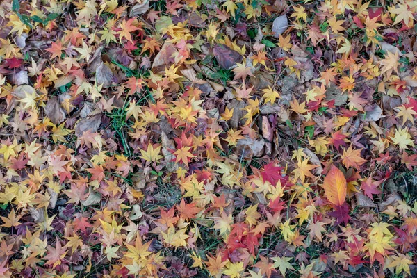 Krásný Záběr Barevných Podzimních Listů Lze Použít Jako Pozadí — Stock fotografie