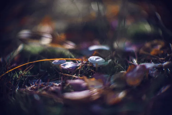 草上的干枯落叶和蘑菇特写 — 图库照片