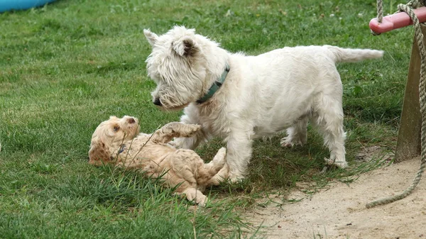 Çimenlerde Oynayan Sevimli Beyaz Teriyer Cocker Spanyel Köpek Yavrularının Seçici — Stok fotoğraf