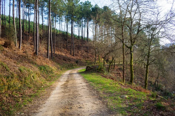 Una Splendida Vista Sentiero Della Foresta Galiziana Durante Pomeriggio Autunno — Foto Stock