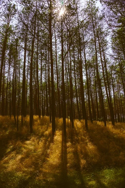 Une Route Dans Forêt Curonian Spit Lituanie — Photo