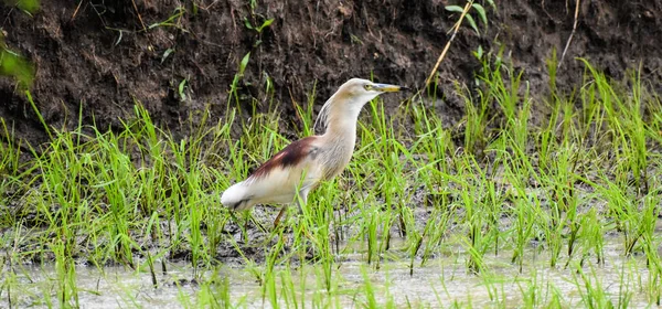 Héron Étang Indien Paddybird Ardeola Grayii Dans Son Habitat Naturel — Photo