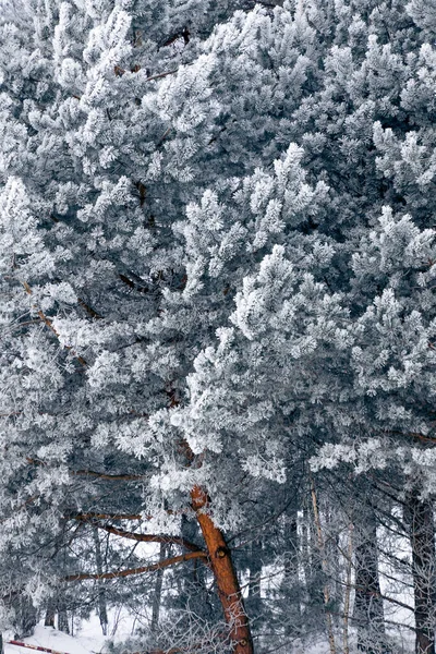 Вертикальный Снимок Красивого Зимнего Леса Зимний Фон — стоковое фото