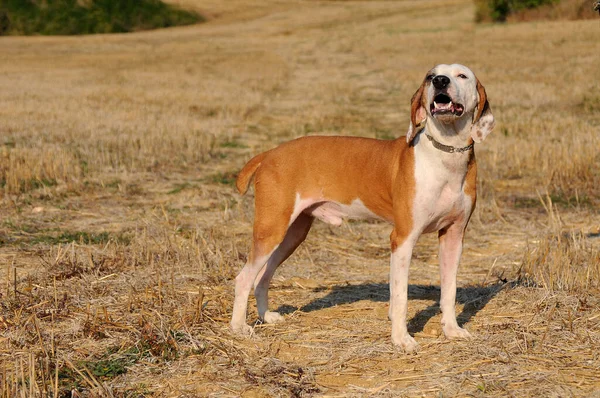 Segugio Maremmano Italian Hunting Dog — Stock Photo, Image