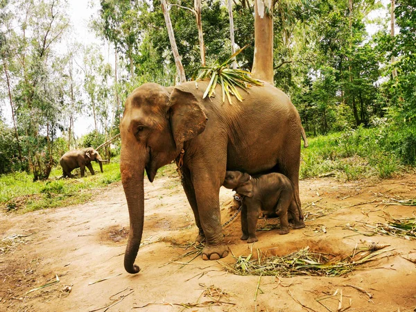 Мати Слон Своїм Милим Слоном Лісі Деревами Задньому Плані — стокове фото