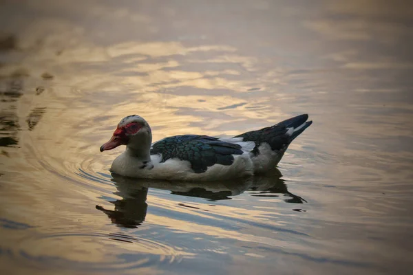 Ένα Επιλεκτικό Της Πάπιας Muscovy Cairina Moschata Wading Μια Λίμνη — Φωτογραφία Αρχείου