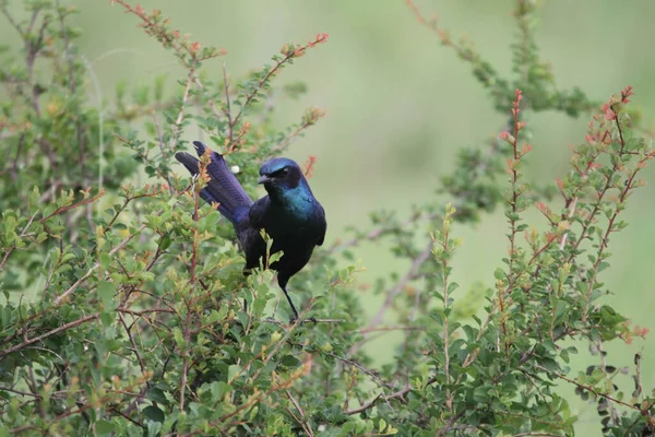 一种栖息在灌木丛中的普通鸣叫鸟 — 图库照片