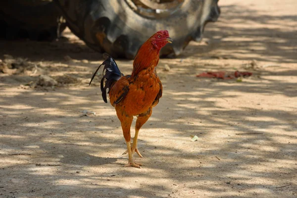 Pendekatan Dari Ayam Jantan Yang Terisolasi Atau Ayam Jantan Yang — Stok Foto