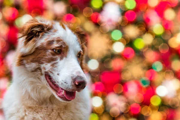 Een Hond Met Bokeh Lichten Achtergrond — Stockfoto