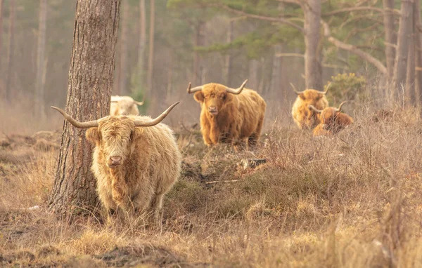 Grupo Toros Peludos Vacas Caminando Bosque —  Fotos de Stock
