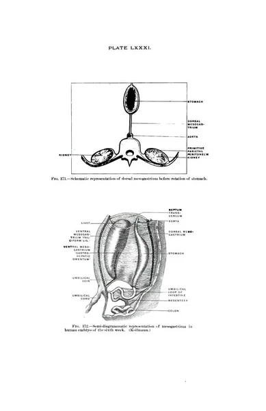 Дорсальная Мезогастрия Перед Вращением Желудка Мезогастрия Эмбрионе Человека Шестой Неделе — стоковое фото