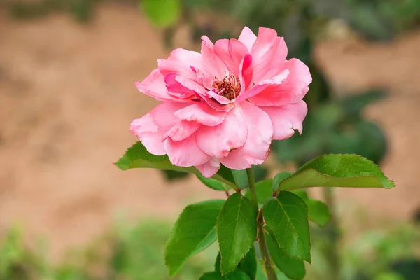 Gros Plan Une Belle Rose Rose Dans Jardin — Photo