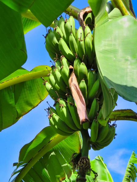 Крупный План Свежих Бананов Дереве Солнечном Свете — стоковое фото