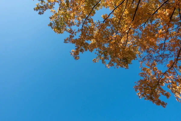 Снимок Осеннего Дерева Низким Углом Фоне Ясного Неба — стоковое фото
